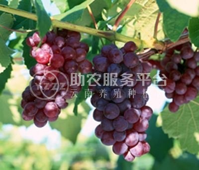 大理市吕星葡萄种植基地供应量3吨图1