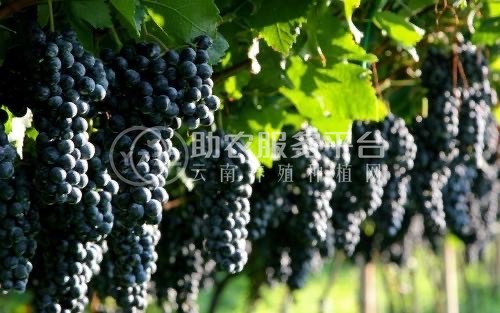 大理市吕星葡萄种植基地供应量3吨图3