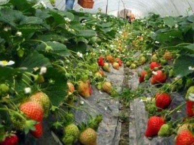 昆明草莓种植基地供应量7吨图5