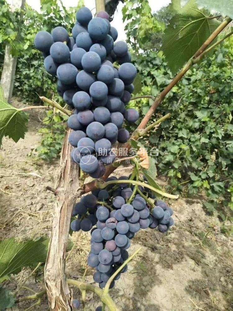 大理市吕星葡萄种植基地供应量3吨图5