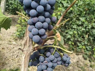 大理市吕星葡萄种植基地供应量3吨图5
