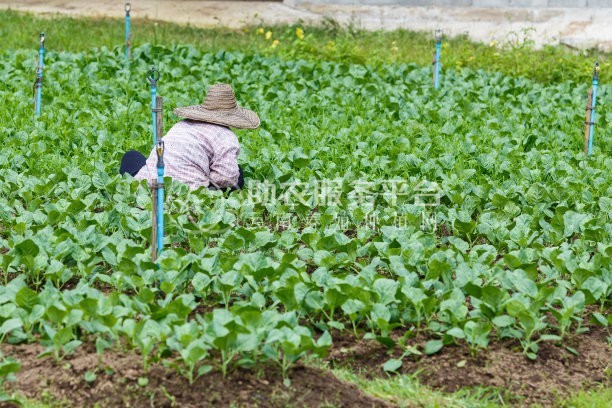 丽江华坪县仕元青菜种植基地供应20吨图3