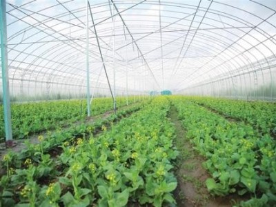 丽江华坪县仕元青菜种植基地供应20吨图4