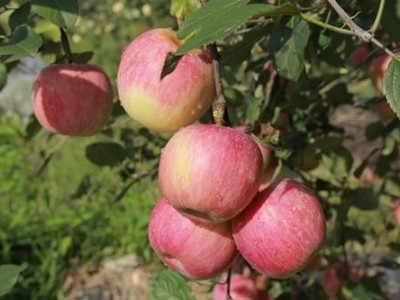 昆明苹果种植基地供应量6吨