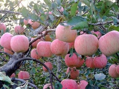 昆明苹果种植基地供应量6吨图4