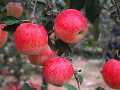 昆明苹果种植基地供应量6吨图9