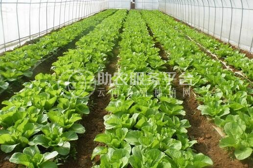 丽江华坪县仕元青菜种植基地供应20吨图7