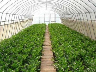 昆明蔬菜种植基地供应量8吨