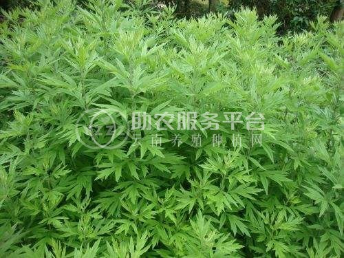 楚雄艾草种植基地供应5吨图1