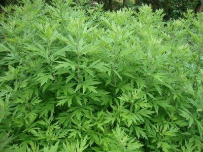 楚雄艾草种植基地供应5吨