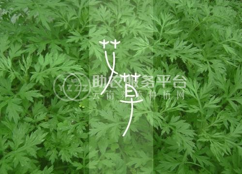楚雄艾草种植基地供应5吨图2