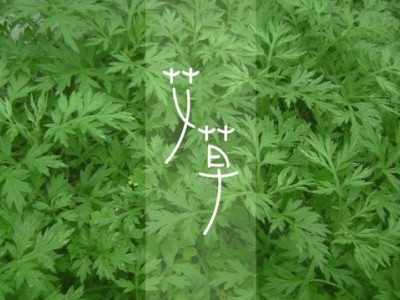 楚雄艾草种植基地供应5吨图2