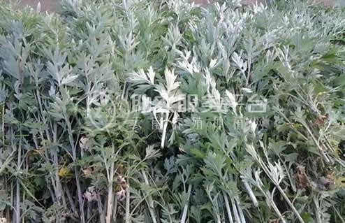 楚雄艾草种植基地供应5吨图3