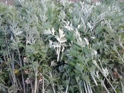 楚雄艾草种植基地供应5吨图3