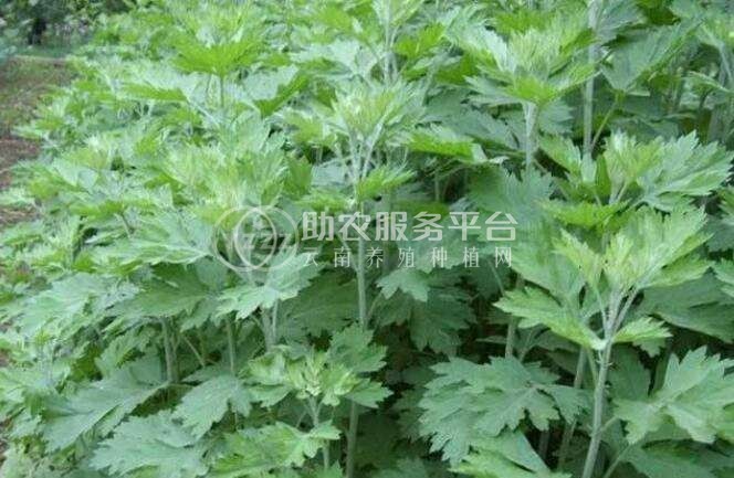 楚雄艾草种植基地供应5吨图4