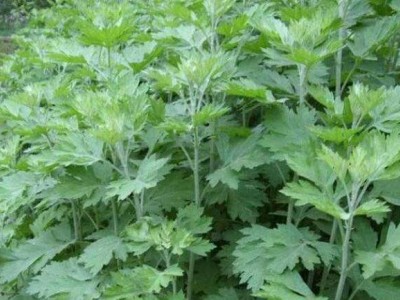 楚雄艾草种植基地供应5吨图4