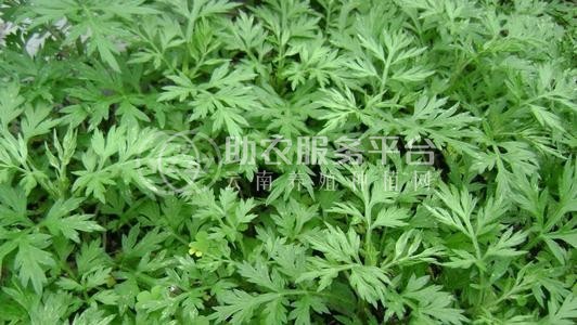 楚雄艾草种植基地供应5吨图5