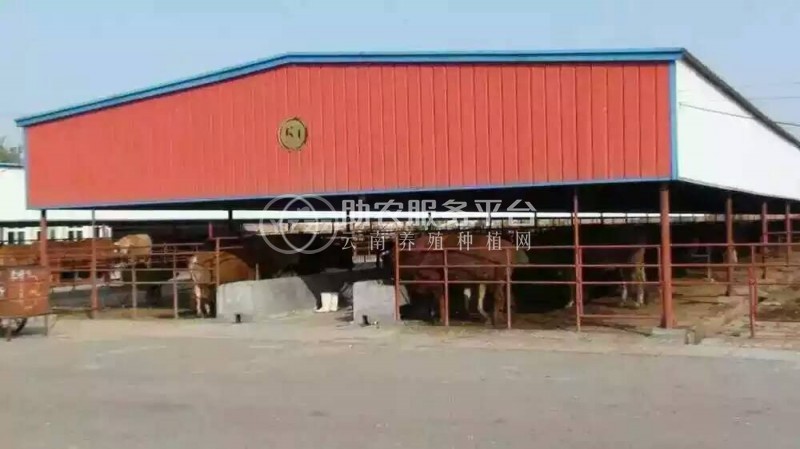 曲靖市沾益区飞乐牛养植基地 10000头图2