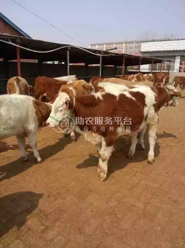 曲靖市沾益区飞乐牛养植基地 10000头图6