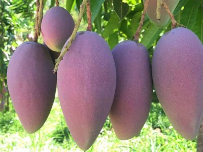 丽江玉龙县国清芒果种植基地供应25吨图3