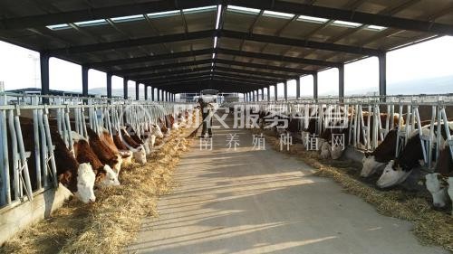曲靖市沾益区飞乐牛养植基地 10000头图9