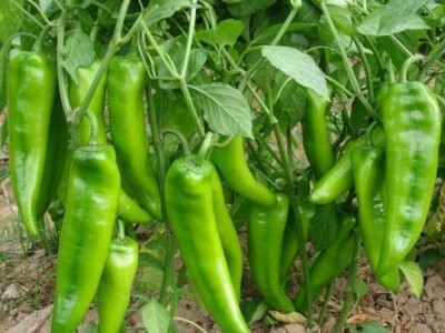 昆明辣椒种植基地供应量7吨图4