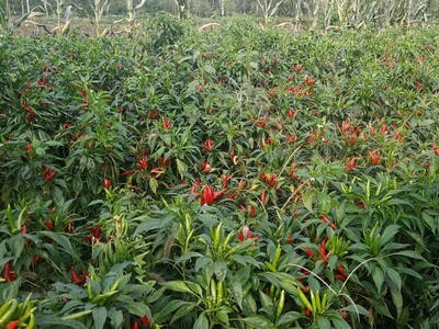 昆明辣椒种植基地供应量7吨图3