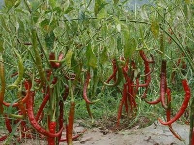 昆明辣椒种植基地供应量7吨图6