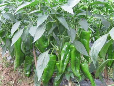 昆明辣椒种植基地供应量7吨图8