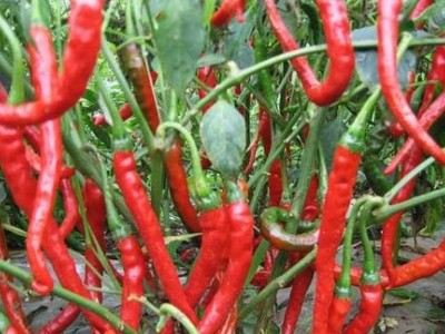 昆明辣椒种植基地供应量7吨图5