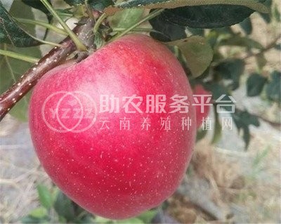 丽江吾鑫苹果种植基地供应50吨图7