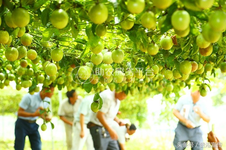 丽江吾鑫苹果种植基地供应50吨图8