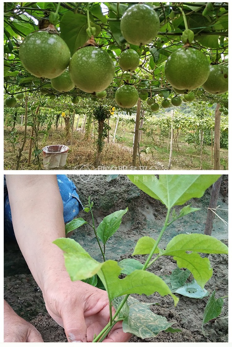 丽江吾鑫苹果种植基地供应50吨图9