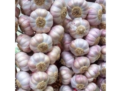 昆明大蒜种植基地供应量7吨图4