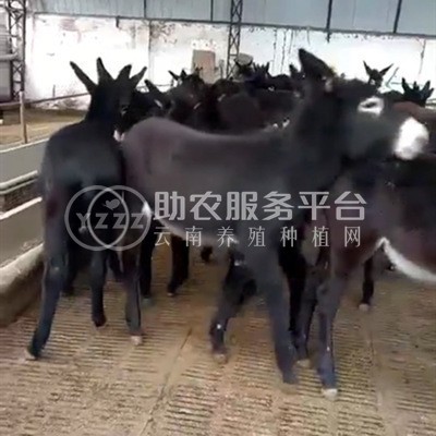曲靖宣威市世逢养毛驴基地 3000头图1