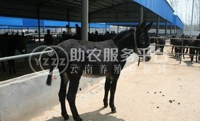 曲靖宣威市世逢养毛驴基地 3000头图6