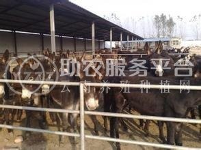 曲靖宣威市世逢养毛驴基地 3000头图4