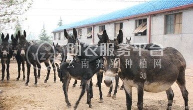 曲靖宣威市世逢养毛驴基地 3000头图2