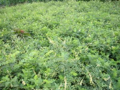 昆明黄芪种植基地供应量6吨图6