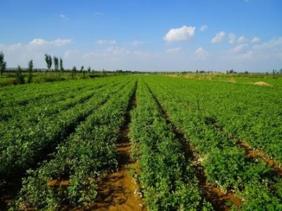 昆明黄芪种植基地供应量6吨图7