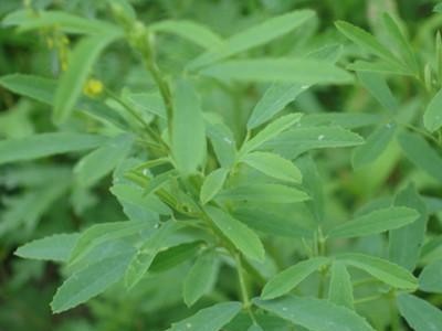 昆明黄芪种植基地供应量6吨图2