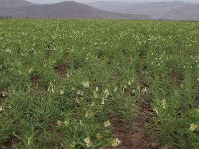 昆明黄芪种植基地供应量6吨图4