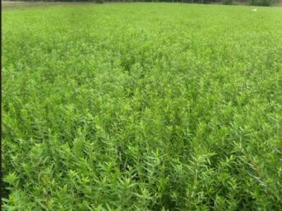 昆明黄芪种植基地供应量6吨图3