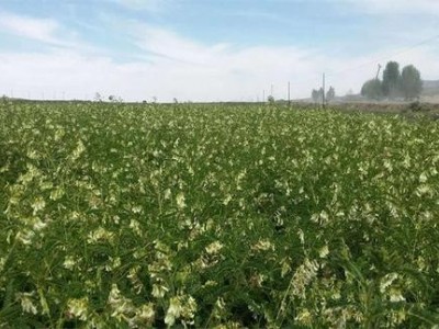 昆明黄芪种植基地供应量6吨图8