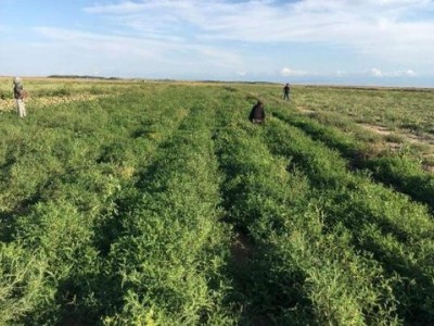 昆明黄芪种植基地供应量6吨图9