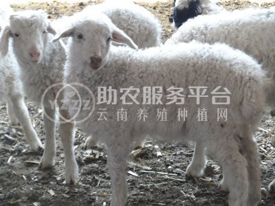 曲靖陆良金发养殖羊基地 3000头图4