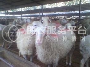 曲靖陆良金发养殖羊基地 3000头图1
