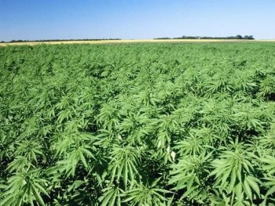 昆明工业大麻种植基地供应量10吨图9