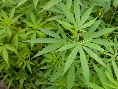 昆明工业大麻种植基地供应量10吨图2