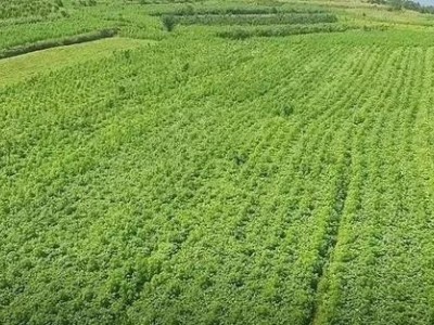 昆明工业大麻种植基地供应量10吨图7